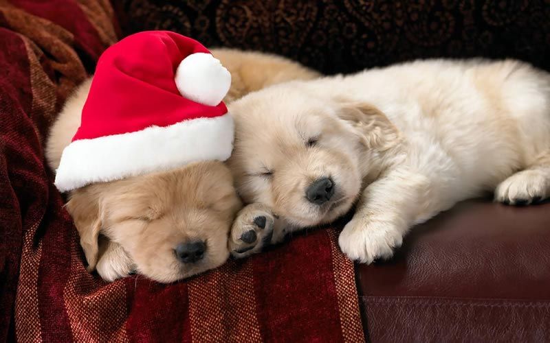 Beaux chiens Noël / Beautiful Christmas Dogs