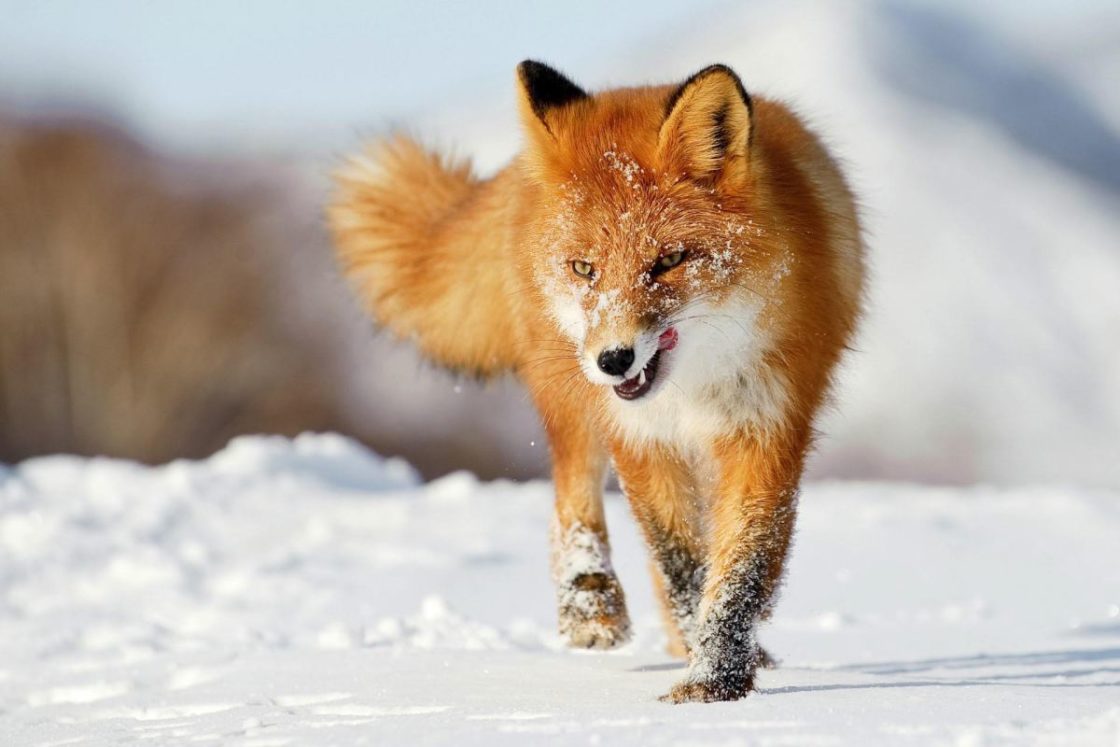 wallpaper et fond d'écran renard neige hiver nature animal animaux