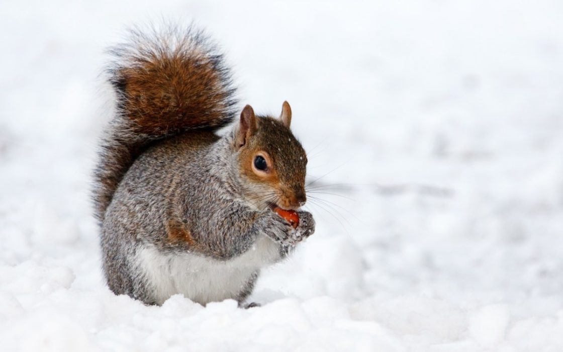 wallpaper et fond d'écran écureuil neige hiver animal animaux