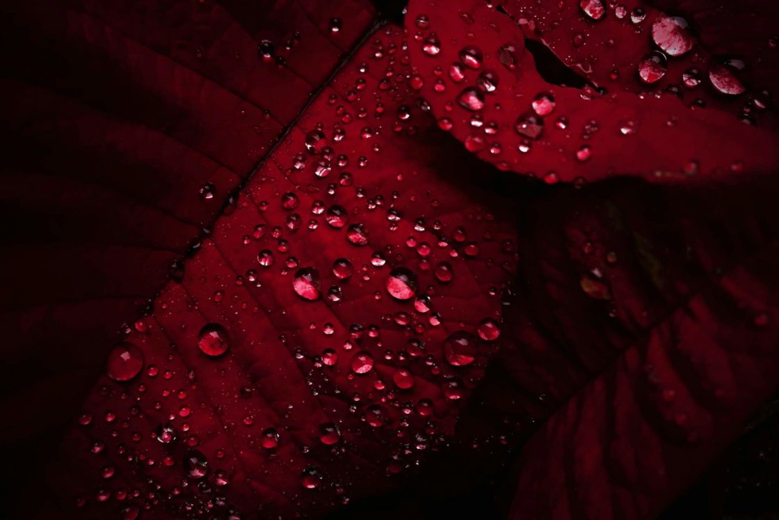 wallpaper et fond d'écran gouttes pluie fleurs macro nature
