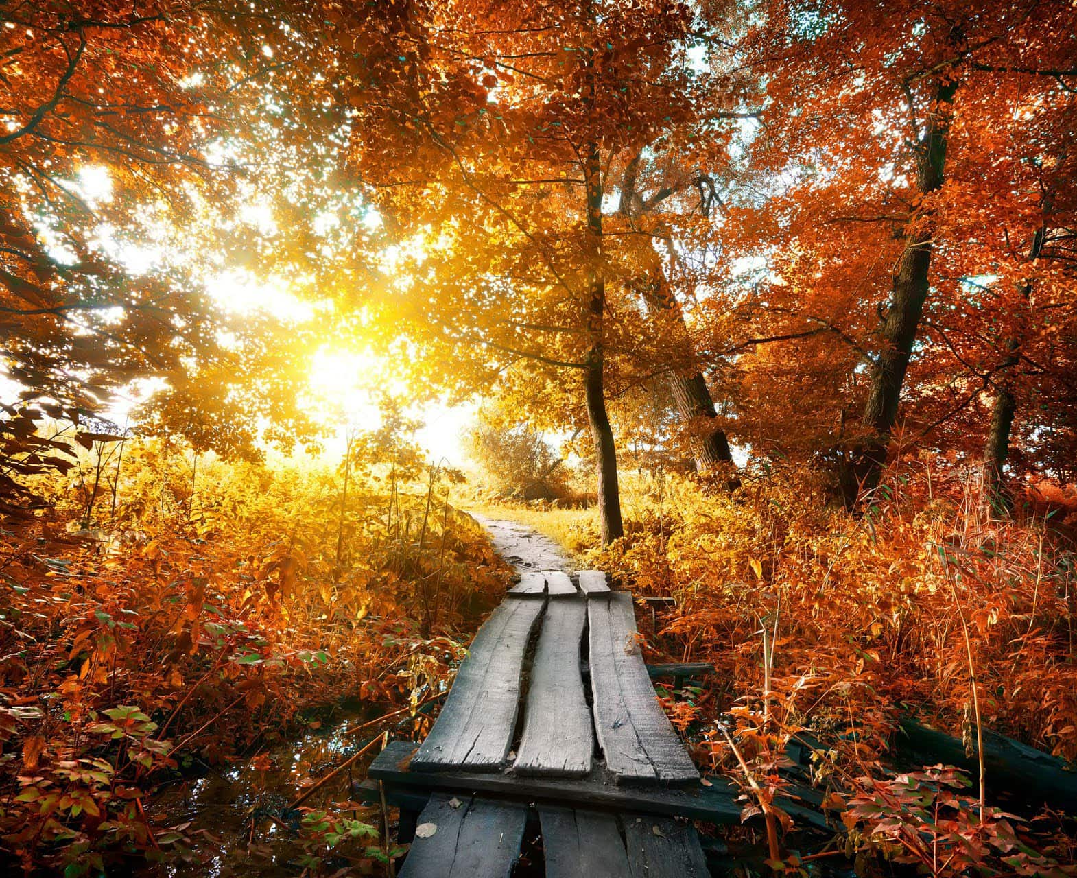 wallpaper et fond d'écran automne saison nature paysage forêt feuilles