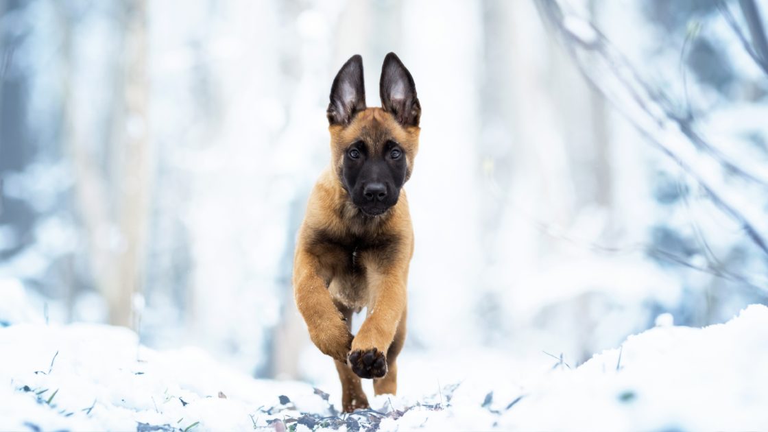 wallpaper et fond d'écran chien animaux animal courir nature