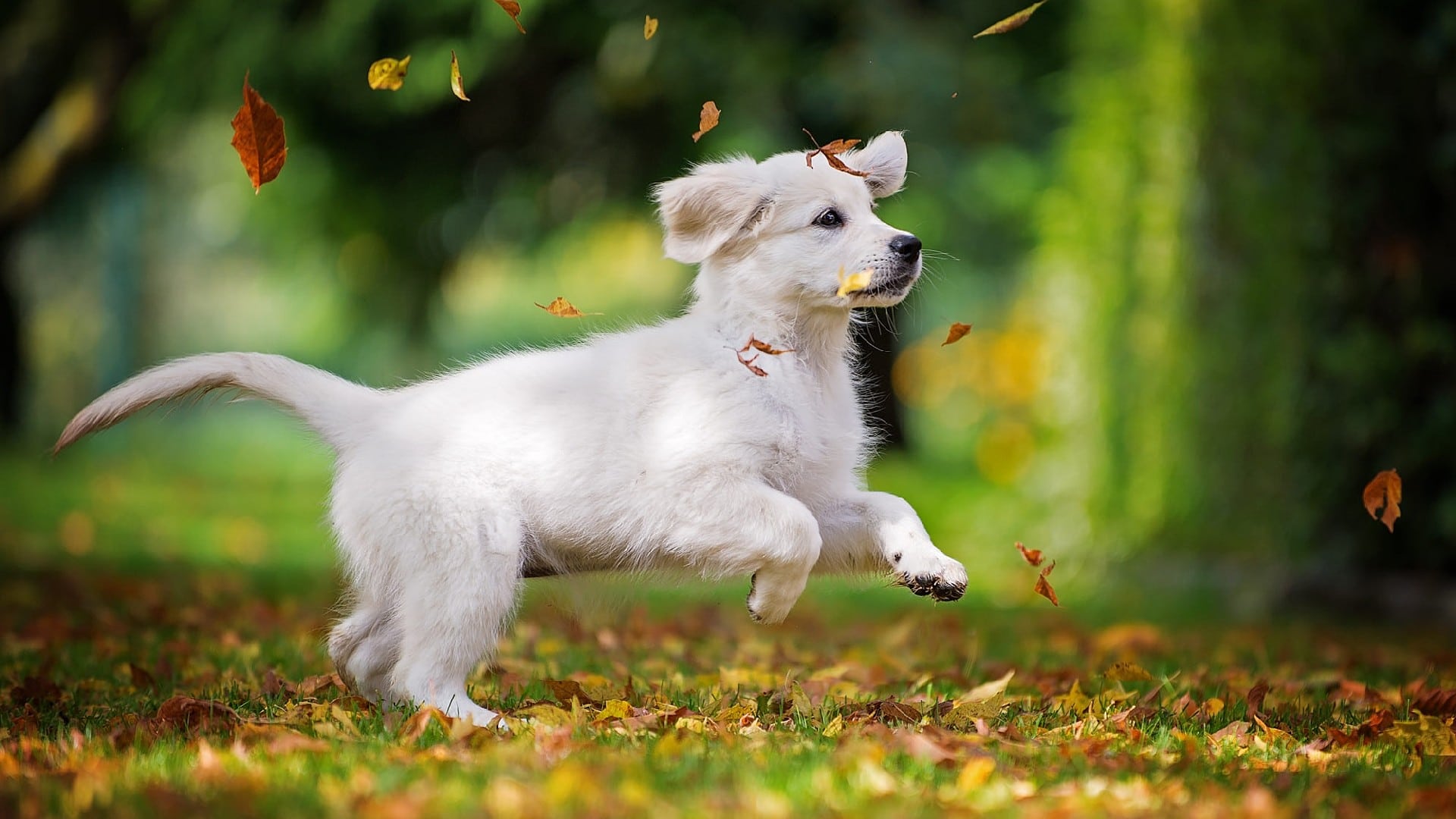wallpaper et fond d'écran chien nature animaux animal