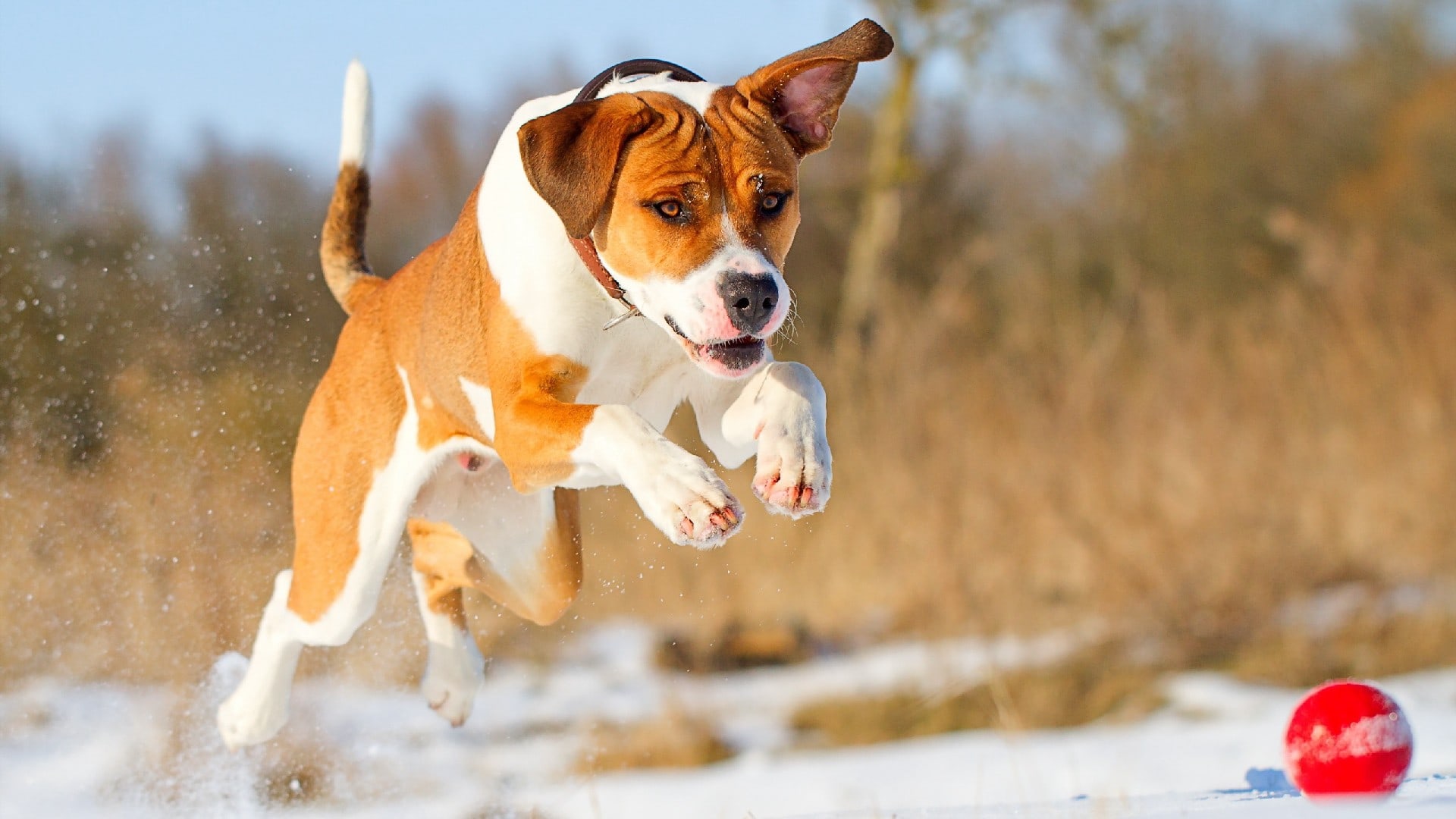 wallpaper et fond d'écran chien animal animaux nature chiens