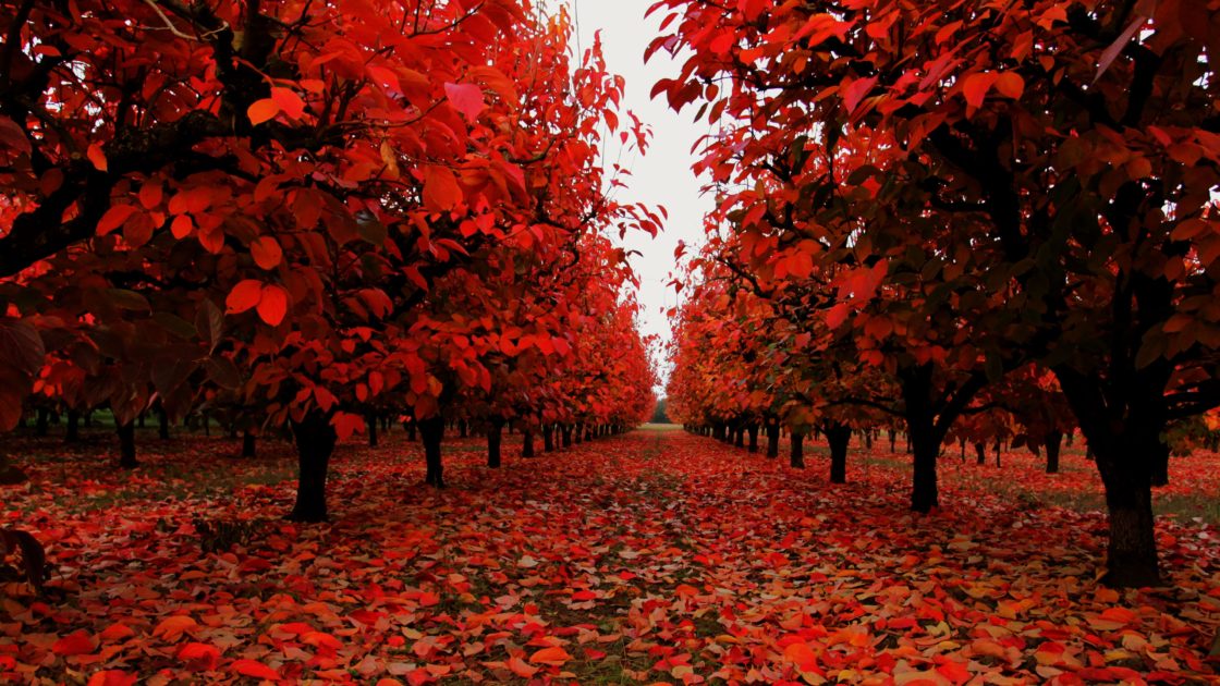 wallpaper et fond d'écran automne rouge nature forêt paysage feuilles