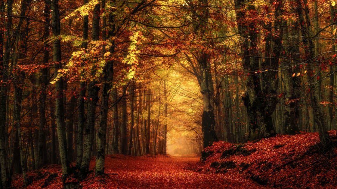 wallpaper et fond d'écran automne forêt nature paysage saison feuilles