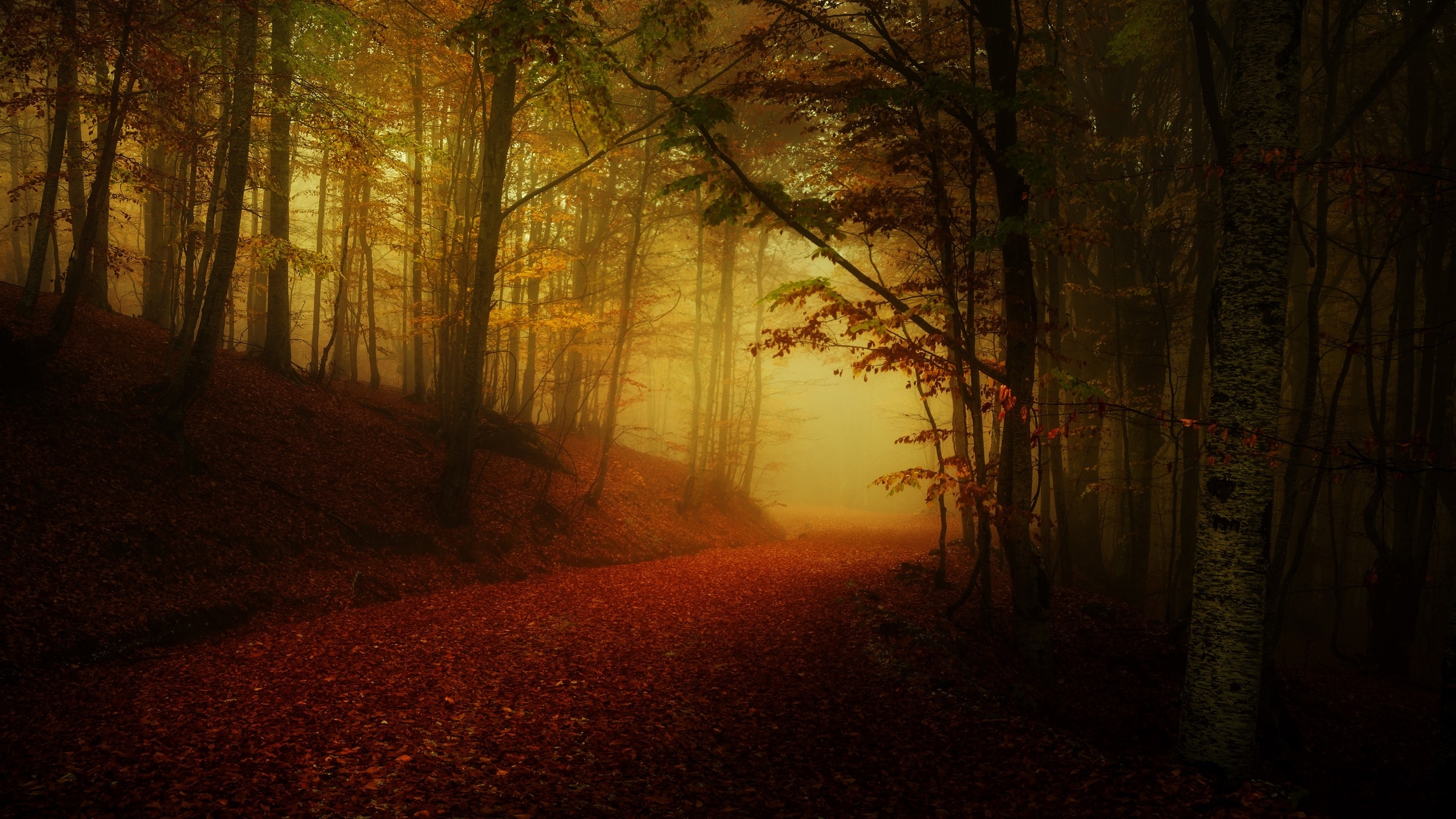 wallpaper et fond d'écran automne saison nature paysage forêt feuille saison