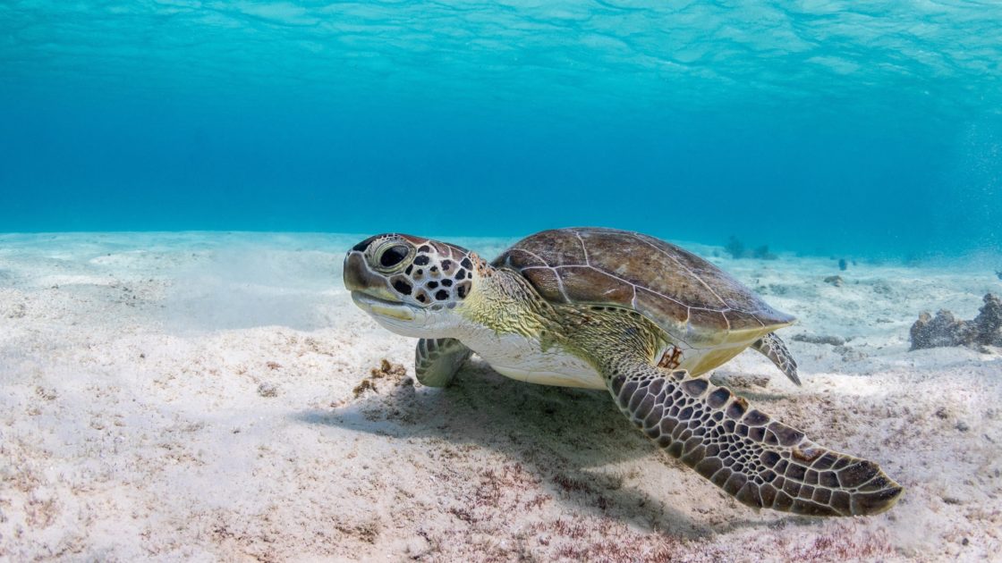 wallpaper et fond d'écran tortue de mer animaux eau animal nature