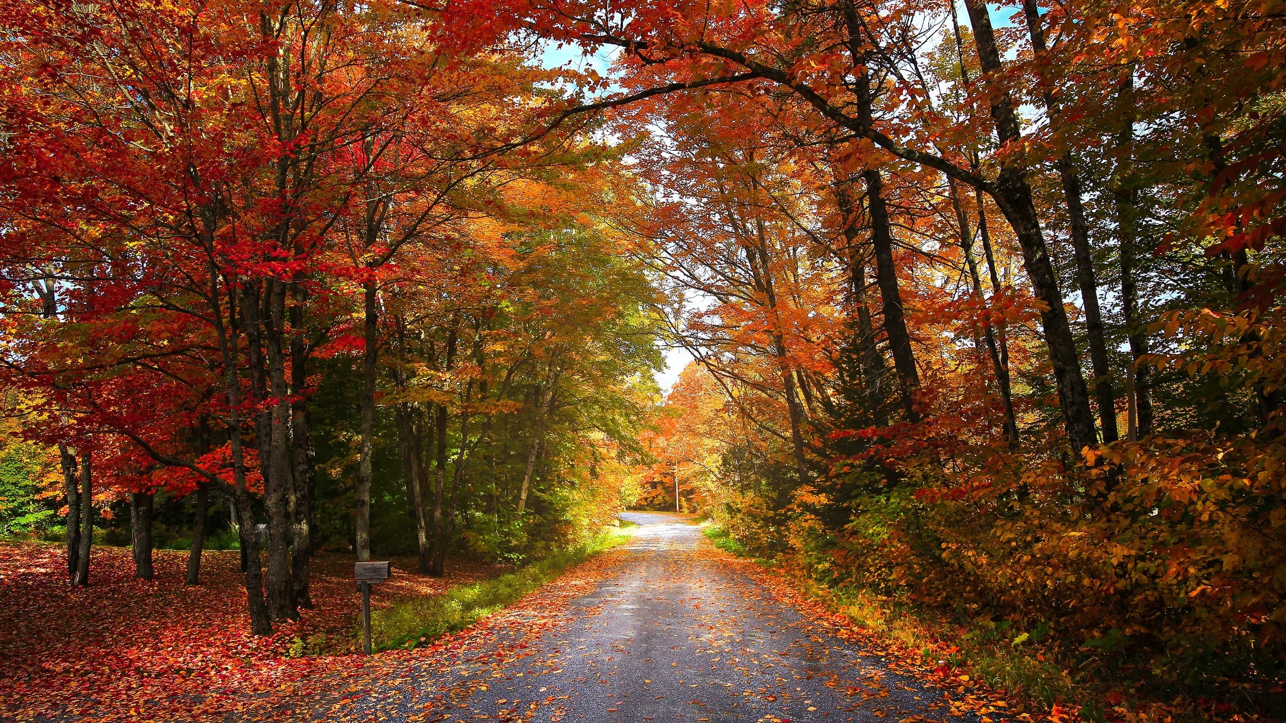 wallpaper et fond d'écran automne saison nature paysage forêt feuille