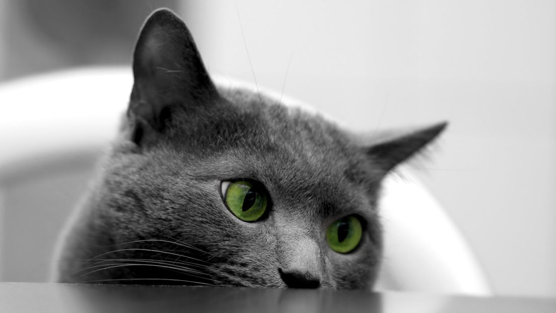wallpaper et fond d'écran chat animaux animal yeux portrait beau