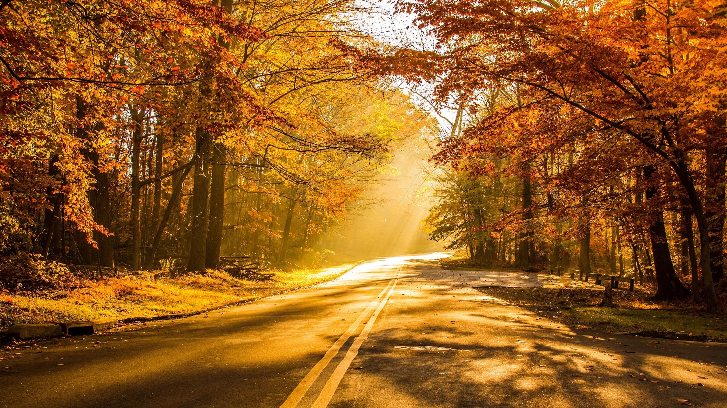 wallopaper et fond d'écran automne saison nature paysage forêt feuilles