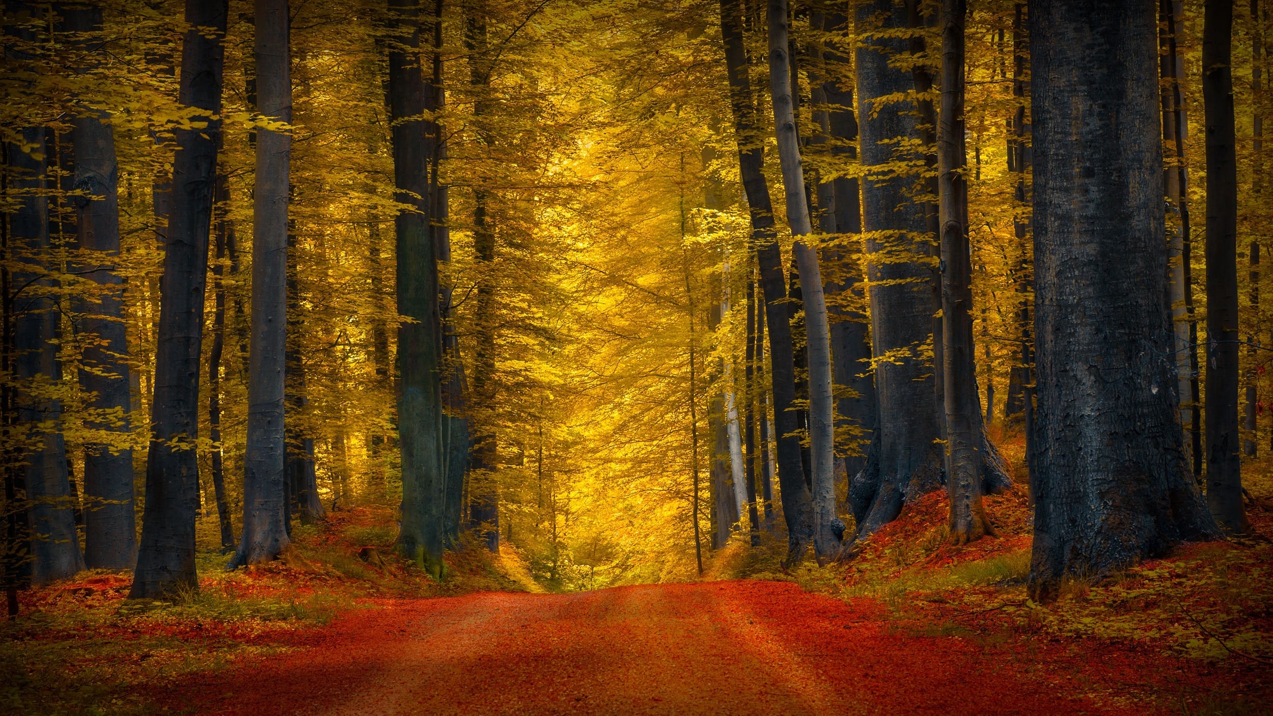 wallpaper et fond d'écran automne saison nature paysage forêt feuille
