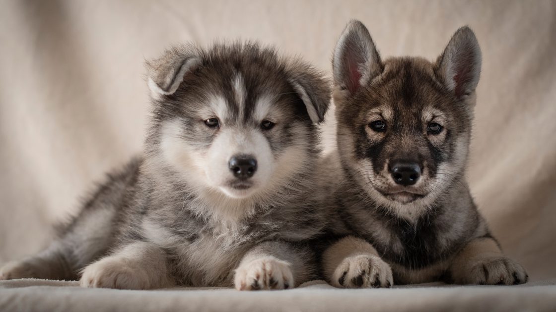 wallpaper et fond d'écran chiens complice animaux animal portrait