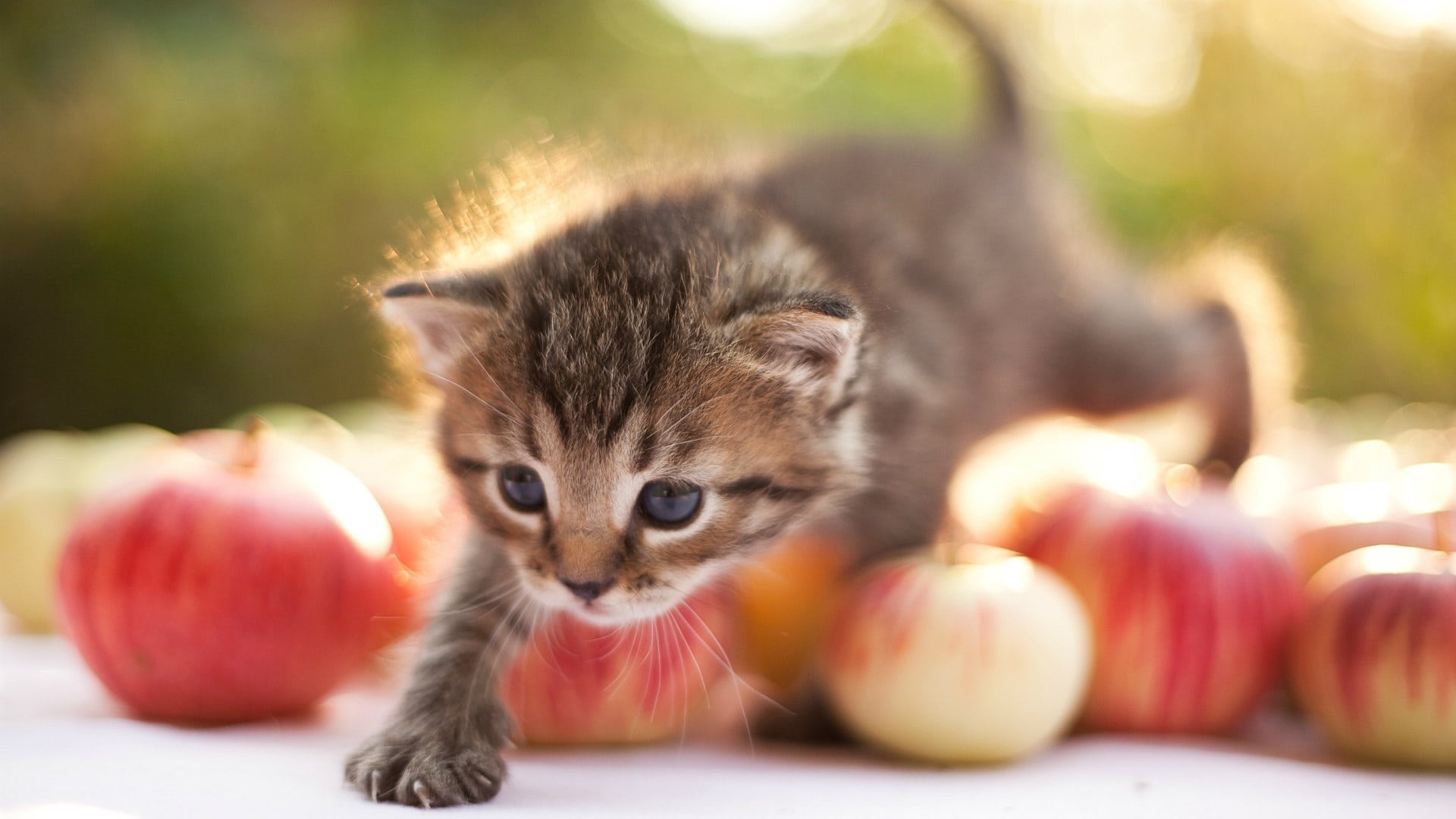 wallpaper et fond d'écran chaton chat animaux animal