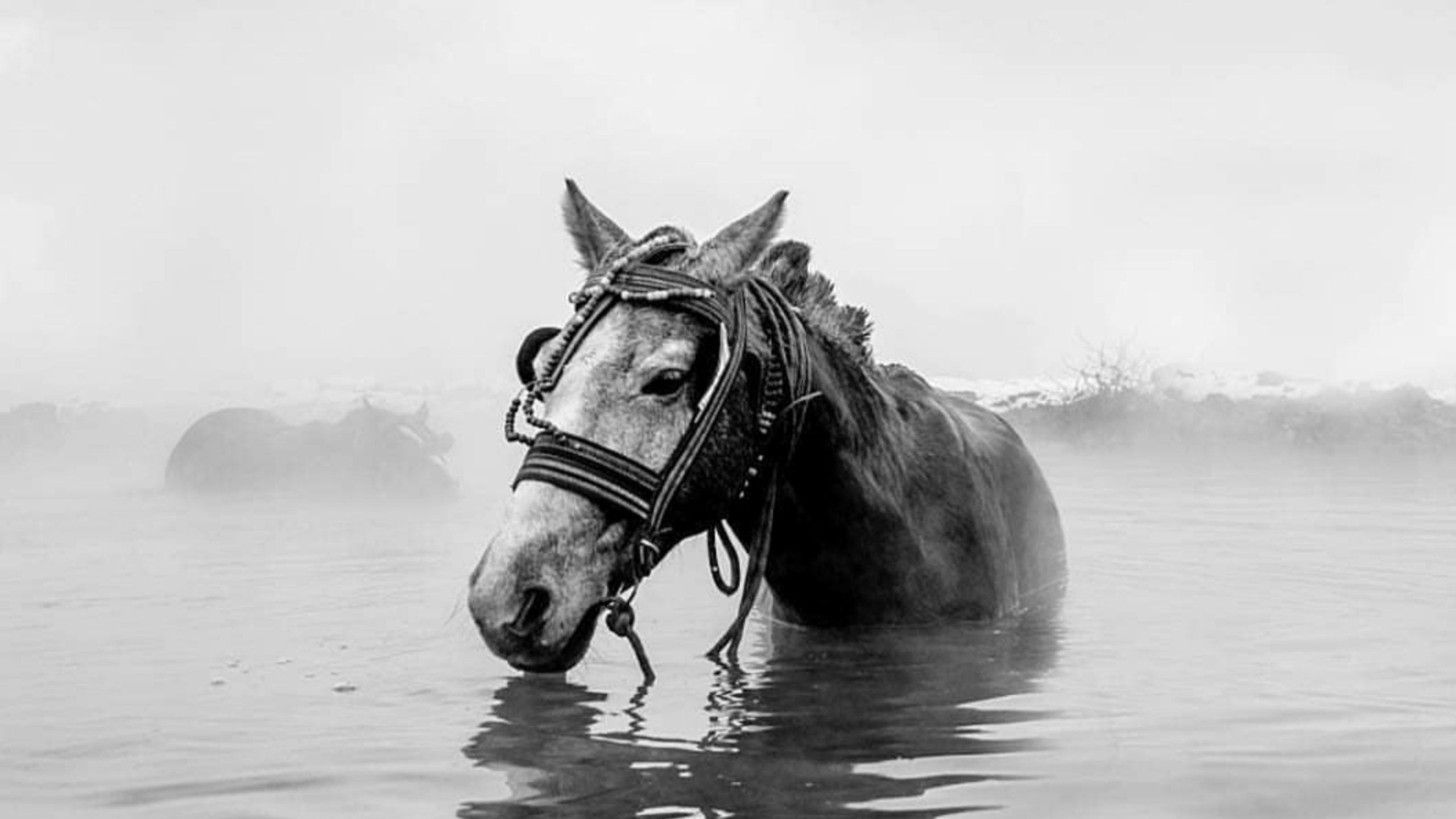 wallpaper et fond d'écran cheval noir et blanc eau nature animal animaux