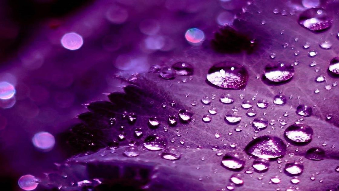 wallpaper et fond d'écran gouttes pluie feuille fleurs macro nature