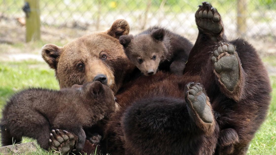 wallpaper et fond d'écran ours famille ourson animaux animal nature