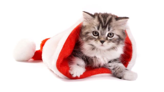 Beaux chats Noël / beautiful cats christmas