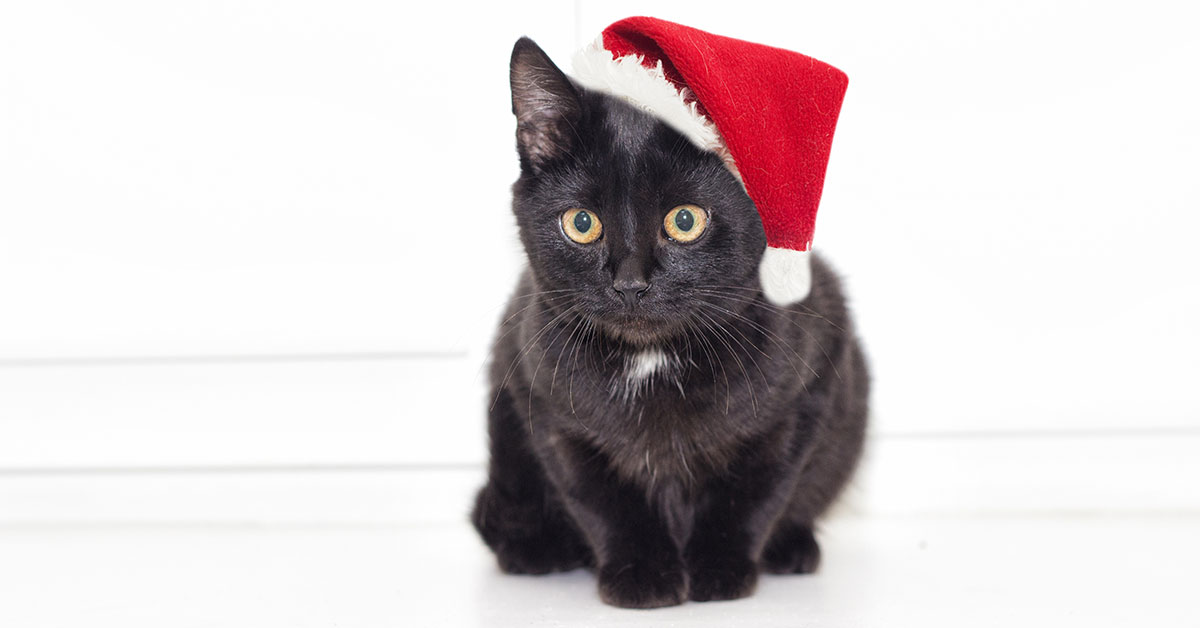 Beaux chats Noël / beautiful cats christmas