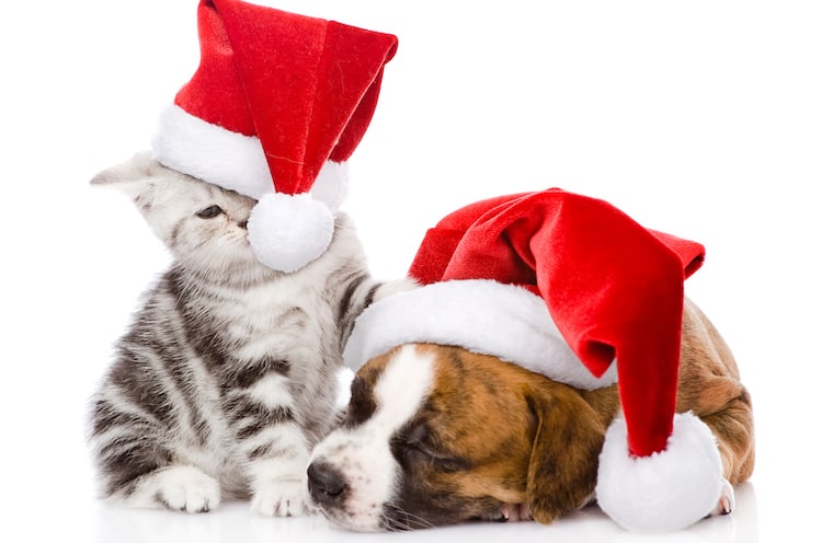 Beaux chats Noël / beautiful cats christmas