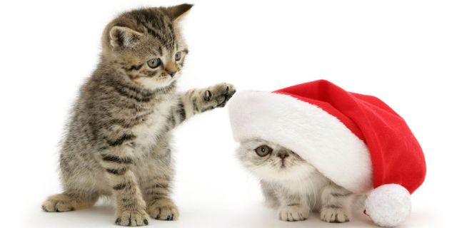 Beaux chats Noël / beautiful cats christmas