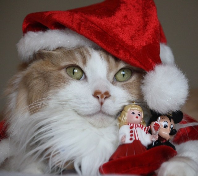 Beaux chats Noël / beautiful cats christmas