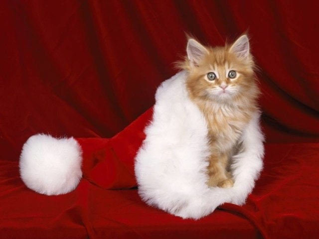 Beaux chats Noël / beautiful cats christmas