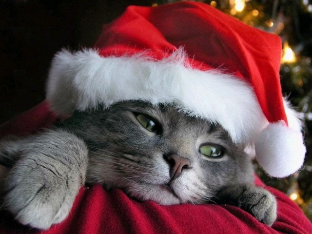 Beaux chats Noël / beautiful cats christmas