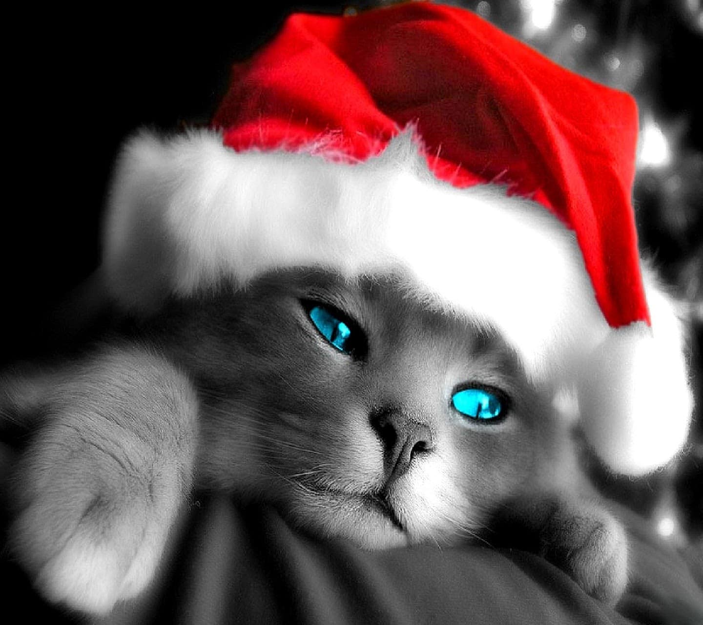 Beaux chats Noël / beautiful cats christmas