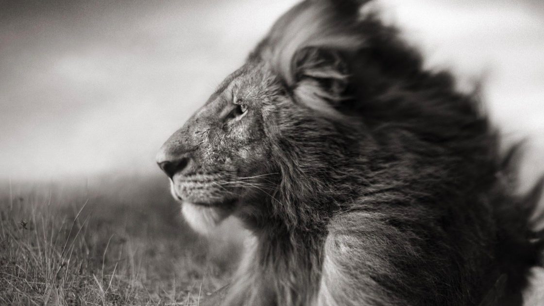 wallpaper et fond d'écran lion noir et blanc animal animaux félin fauve portrait