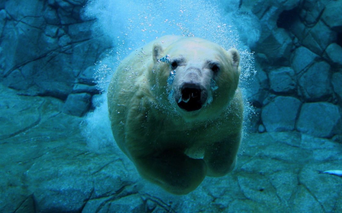 wallpaper et fond d'écran ours polaire animaux animal eau nager