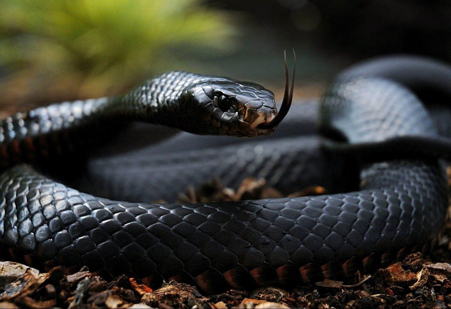 wallpaper et fond d'écran serpent animal animaux reptile portrait dangereux