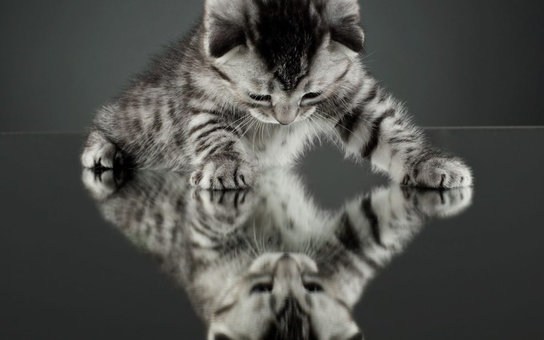 wallpaper et fond d'écran chat miroir reflet chaton animal animaux