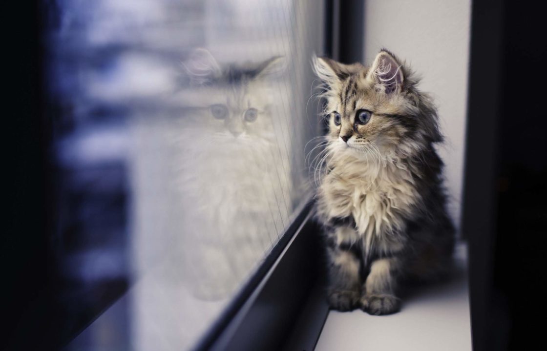 wallpaper et fond d'écran chat animal animaux chaton mignon