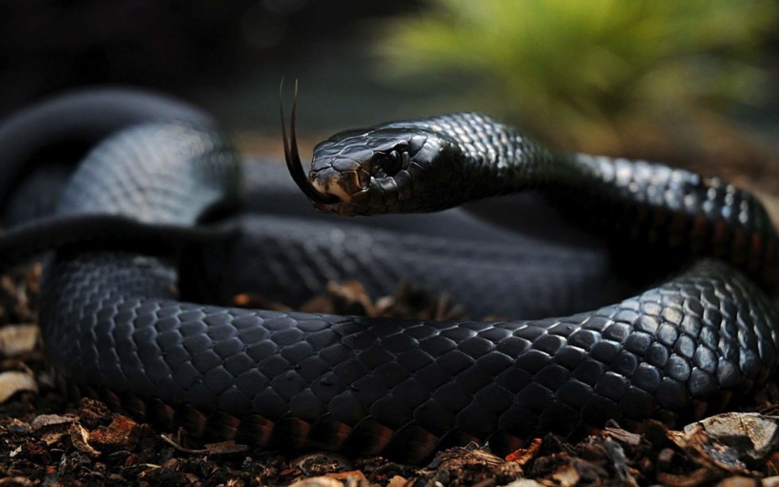 wallpaper et fond d'écran serpent snake animal animaux portrait reptile