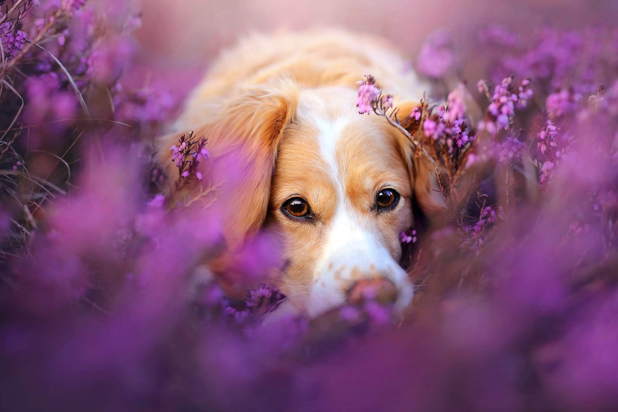 wallpaper et fond d'écran chien fleurs nature beau animaux animal