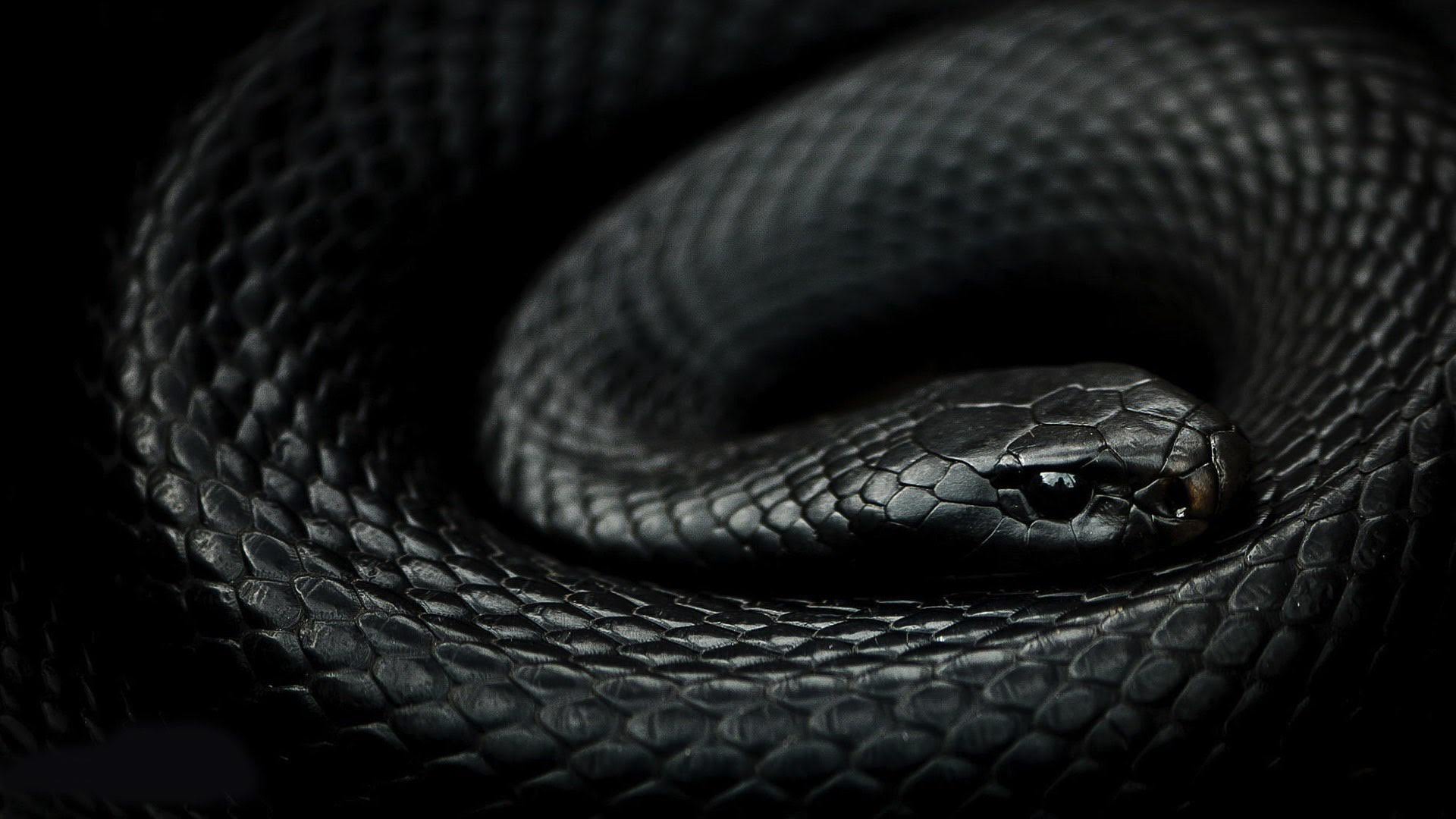 wallpaper et fond d'écran serpent snake animal animaux reptile peur dangereux