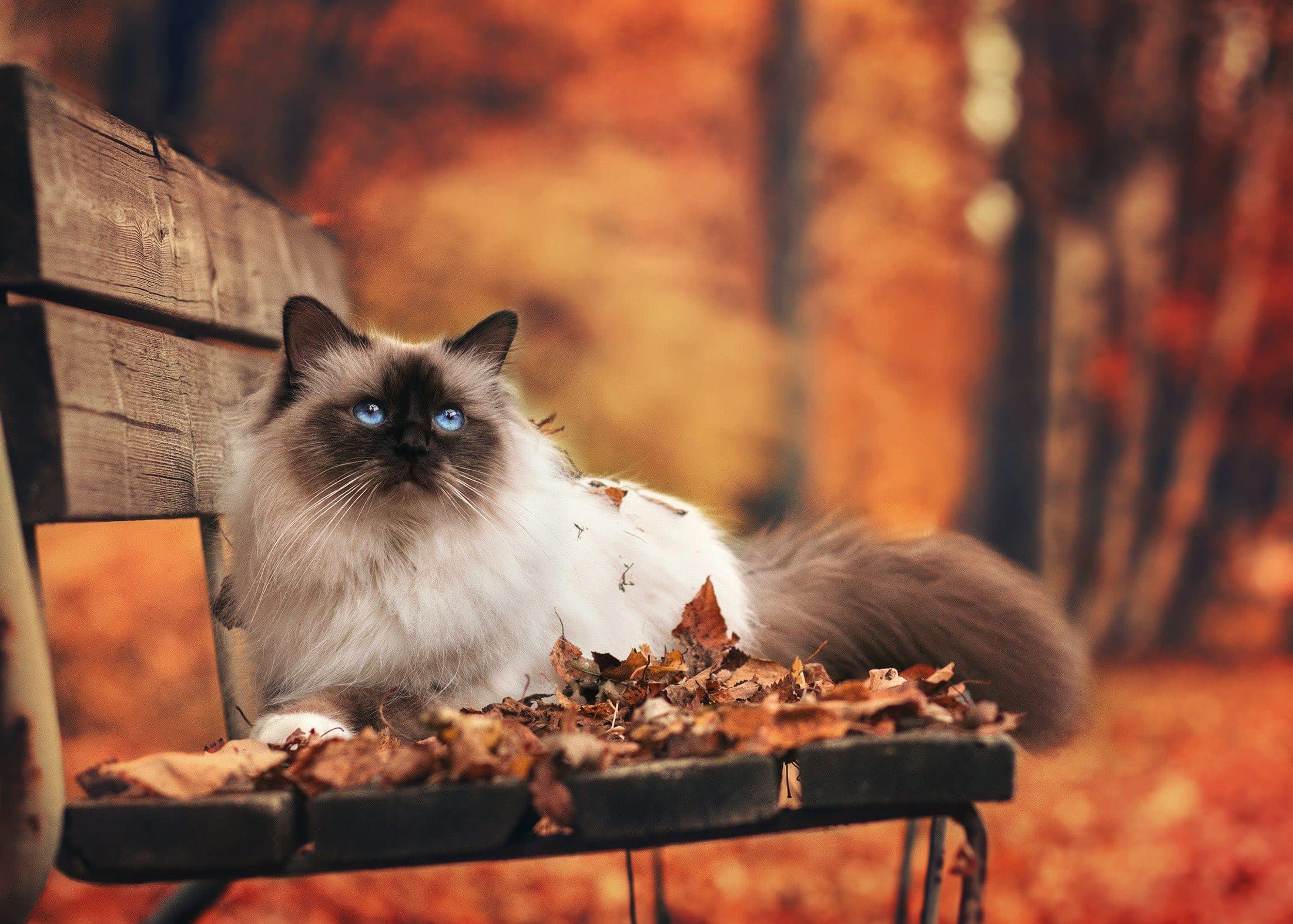 wallpaper et fond d'écran chat animaux animal sacré de Birmanie nature