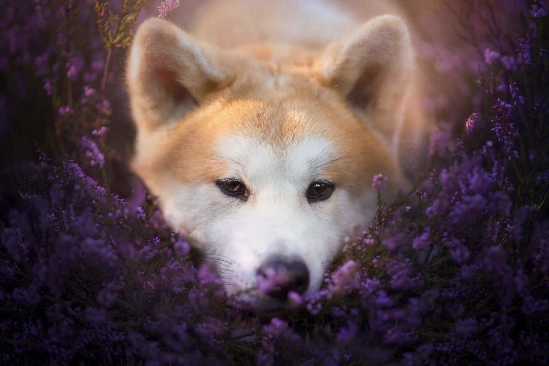 wallpaper et fond d'écran chiens animaux fleurs nature beau animal