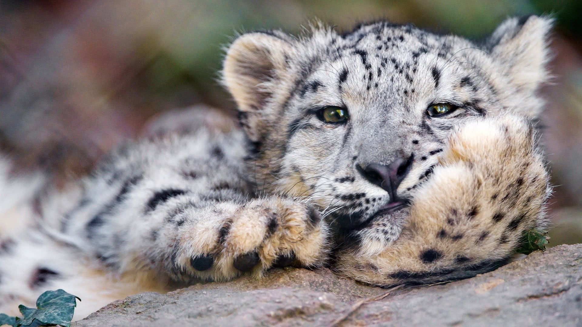 wallpaper et fond d'écran bébé léopard félin animal animaux portrait beau fauve