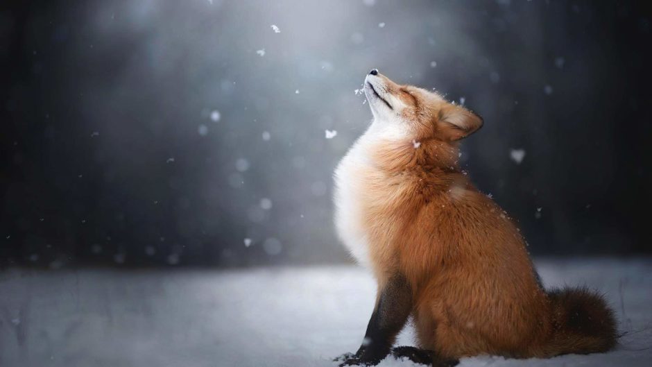 wallpaper et fond d'écran renard neige animal animaux hiver nature