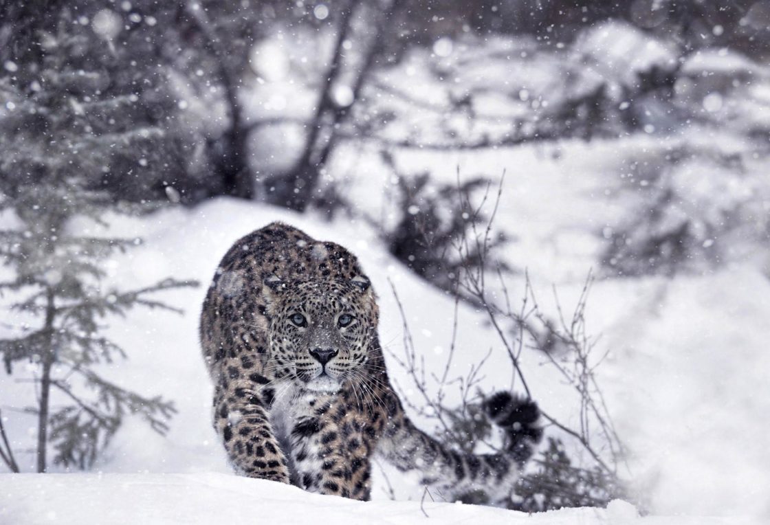 wallpaper et fond d'écran animaux animal léopard félin neige nature