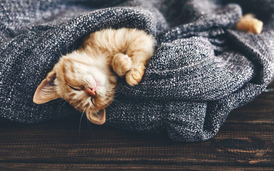 wallpaper et fond d'écran chat repos dormir sommeil animal animaux beau
