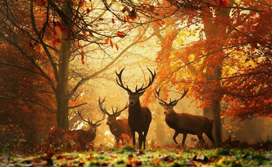 wallpaper et fond d'écran cerfs nature automne forêt animaux paysage
