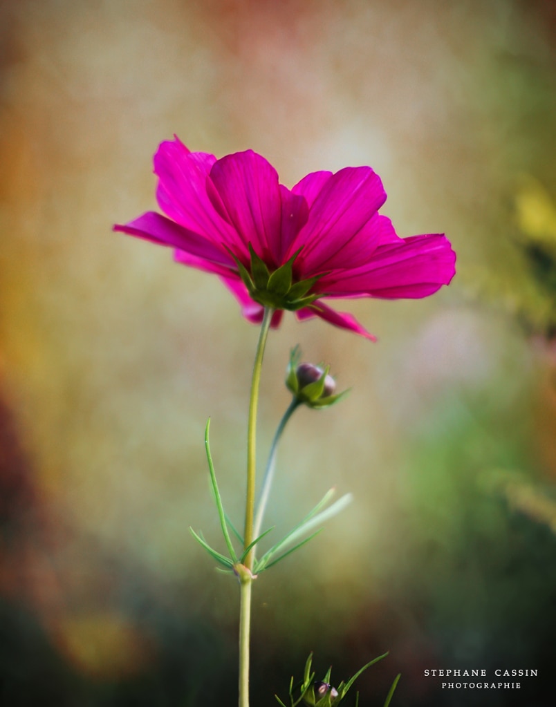 photographie fleurs macro nature jardin fleuri photographe