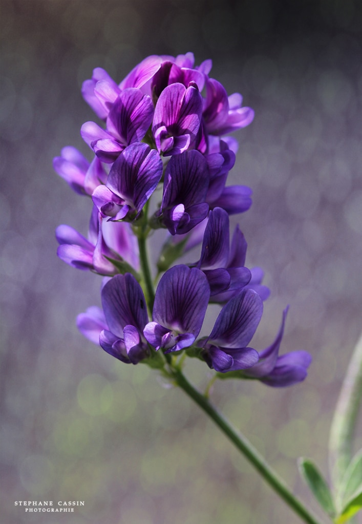 photographie fleur macro nature jardin fleuri photographe