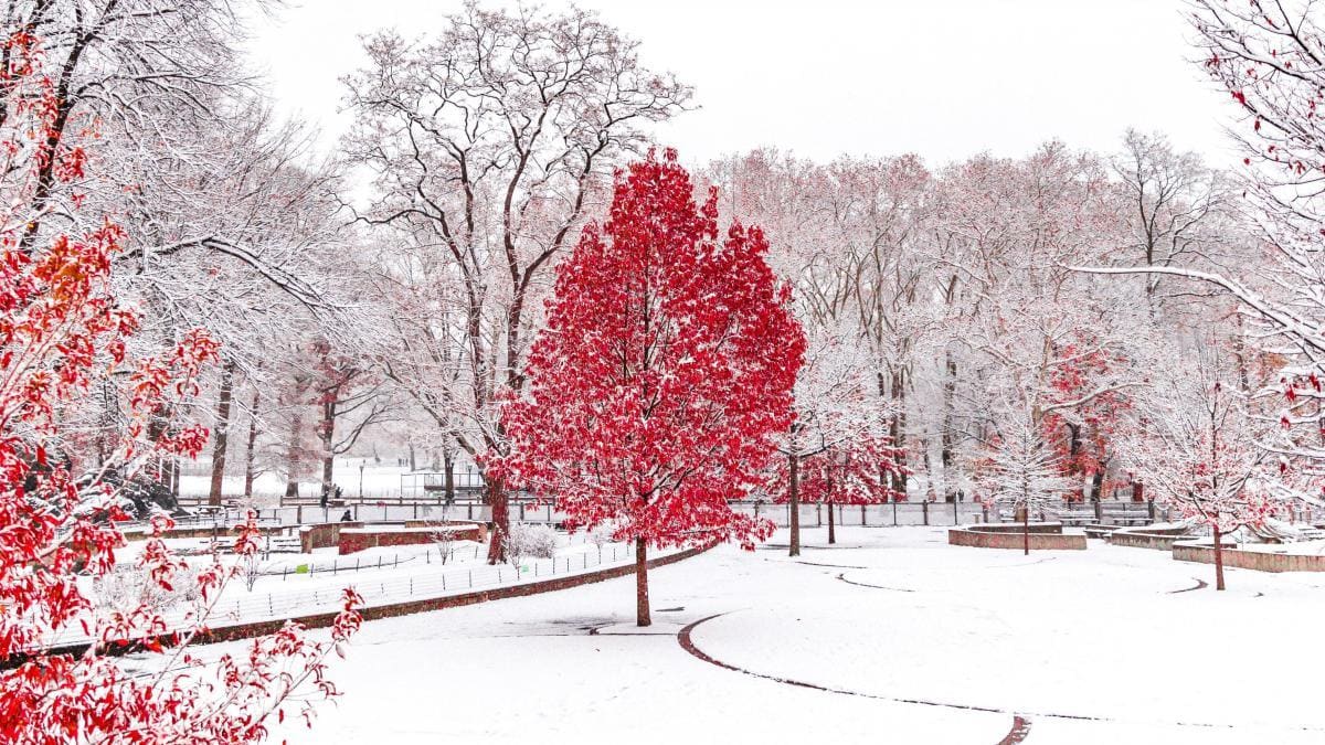 wallpaper et fond d'écran hiver rouge nature paysage neige froid saison