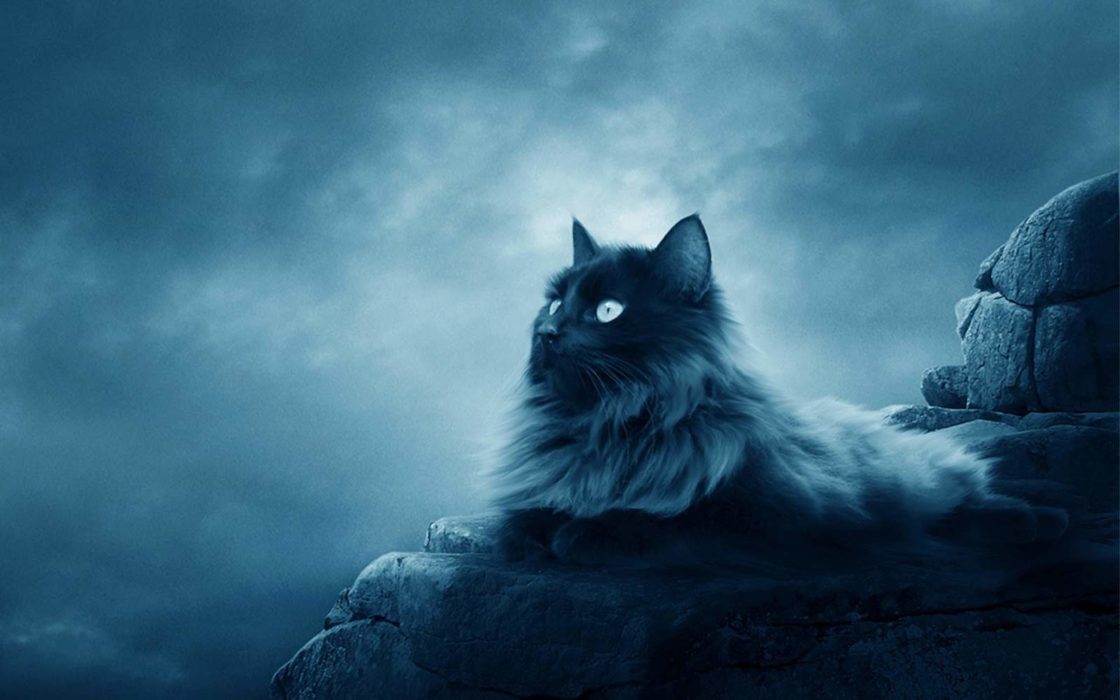 wallpaper et fond d'écran chat animal animaux fantasy fantastique beau