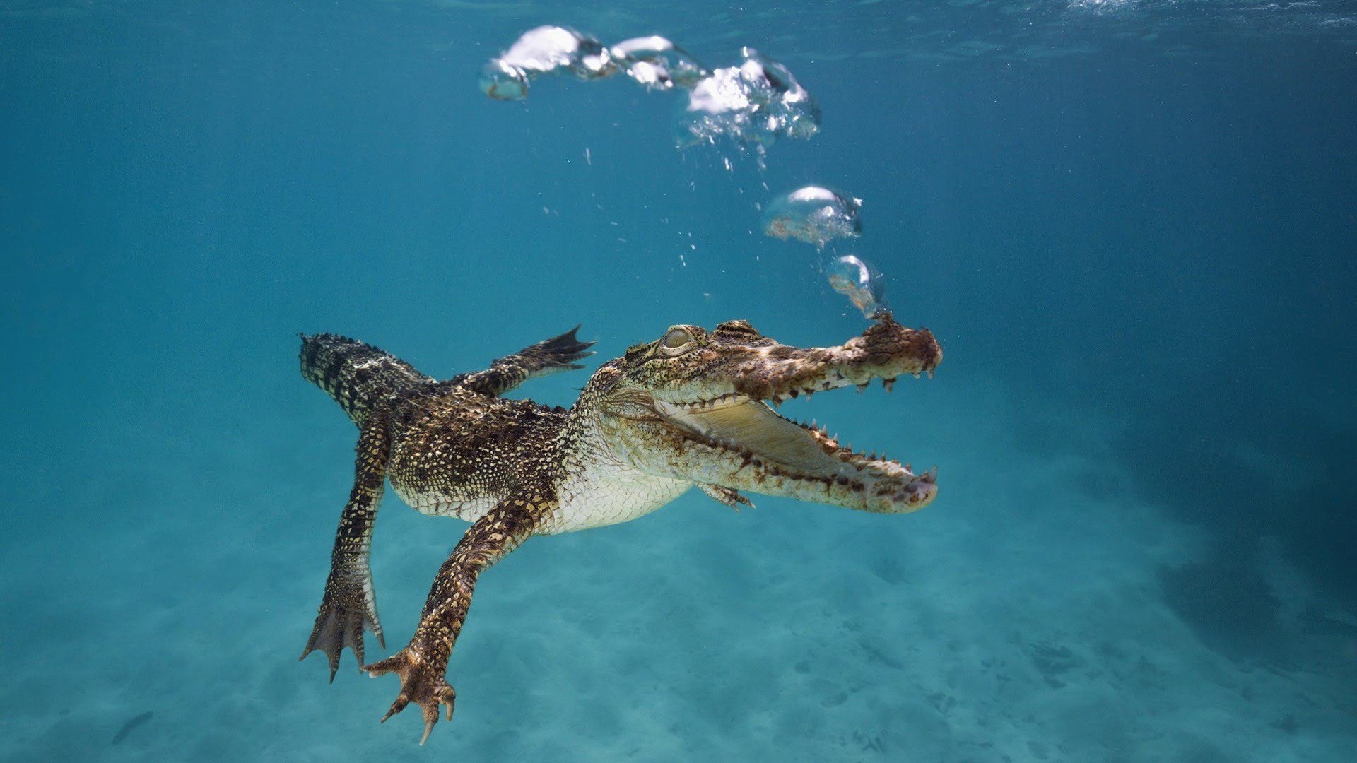 wallpaper et fond d'écran crocodile eau nature animal animaux