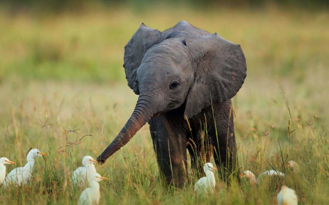 wallpaper et fond d'écran éléphant bébé nature canard éléphanteau beau